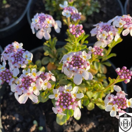 Iberis 'Pink Ice' - Ibeeris 'Pink Ice'